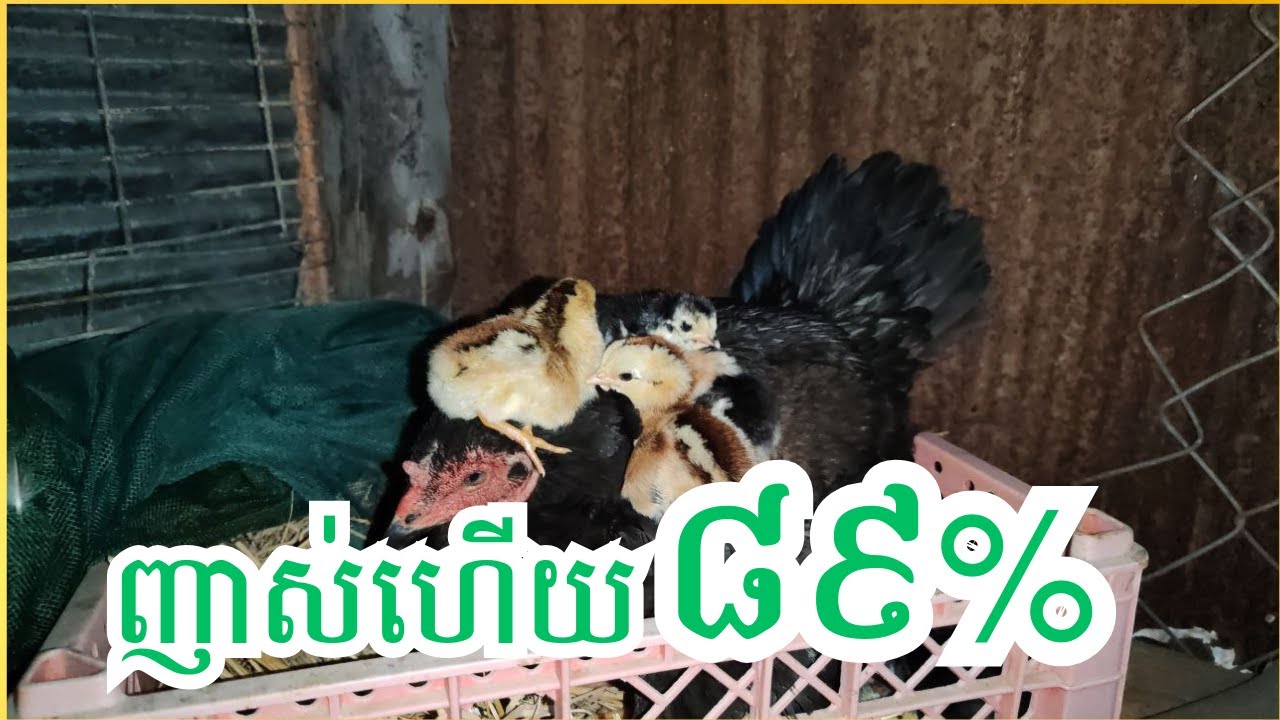 របៀបជួយកូនមាន់ញាស់បានច្រើន