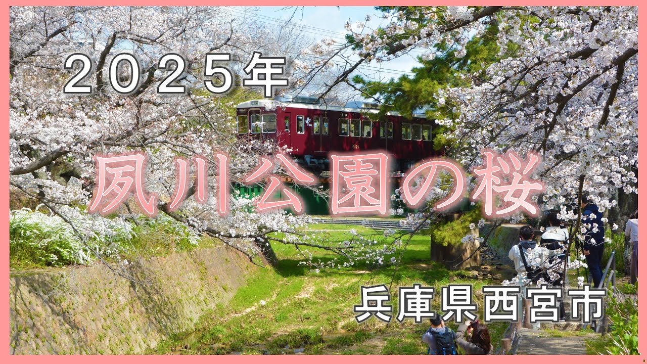 【兵庫県西宮市】さくら名所100選・夙川公園の桜【花見】