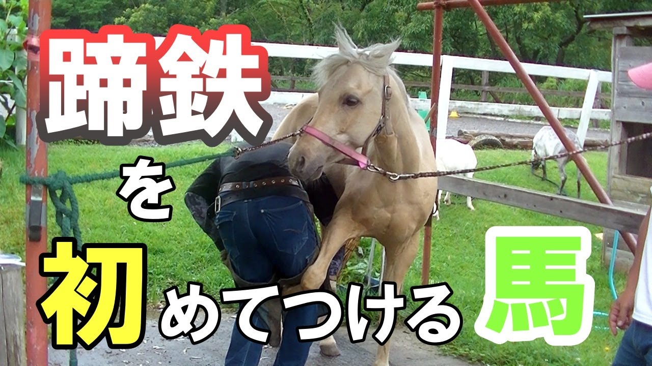 ウィル(馬)が初めて蹄鉄をつけました。(装蹄師さんの仕事ってすげーな。）