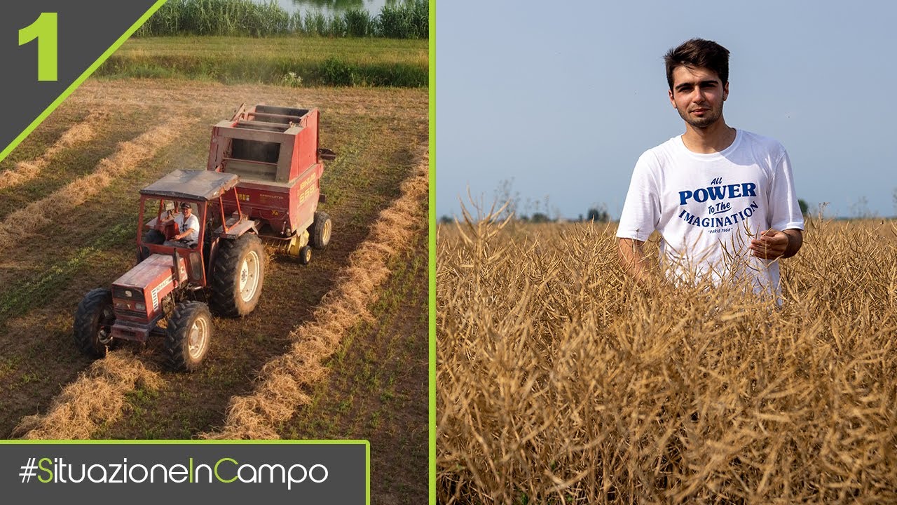 L'ANNATA PARTE MALE MA IL COLZA SEMBRA MOLTO BELLO! - Situazione in Campo #1 [NUOVA Stagione 4]