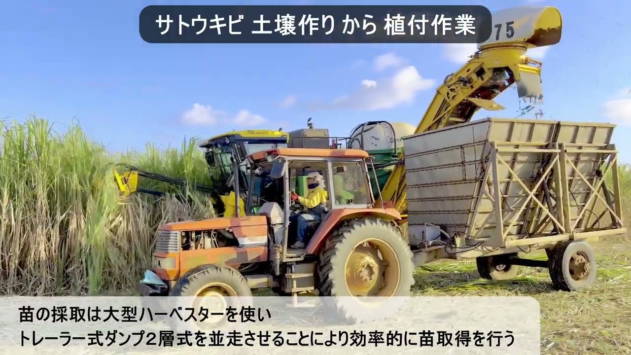 南大東島 基幹作物 #サトウキビ