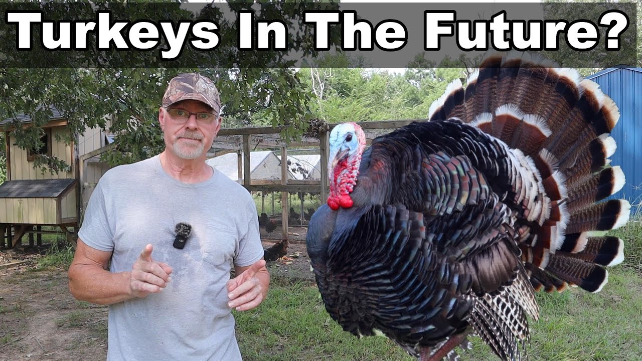 First Chickens Now Turkeys?
