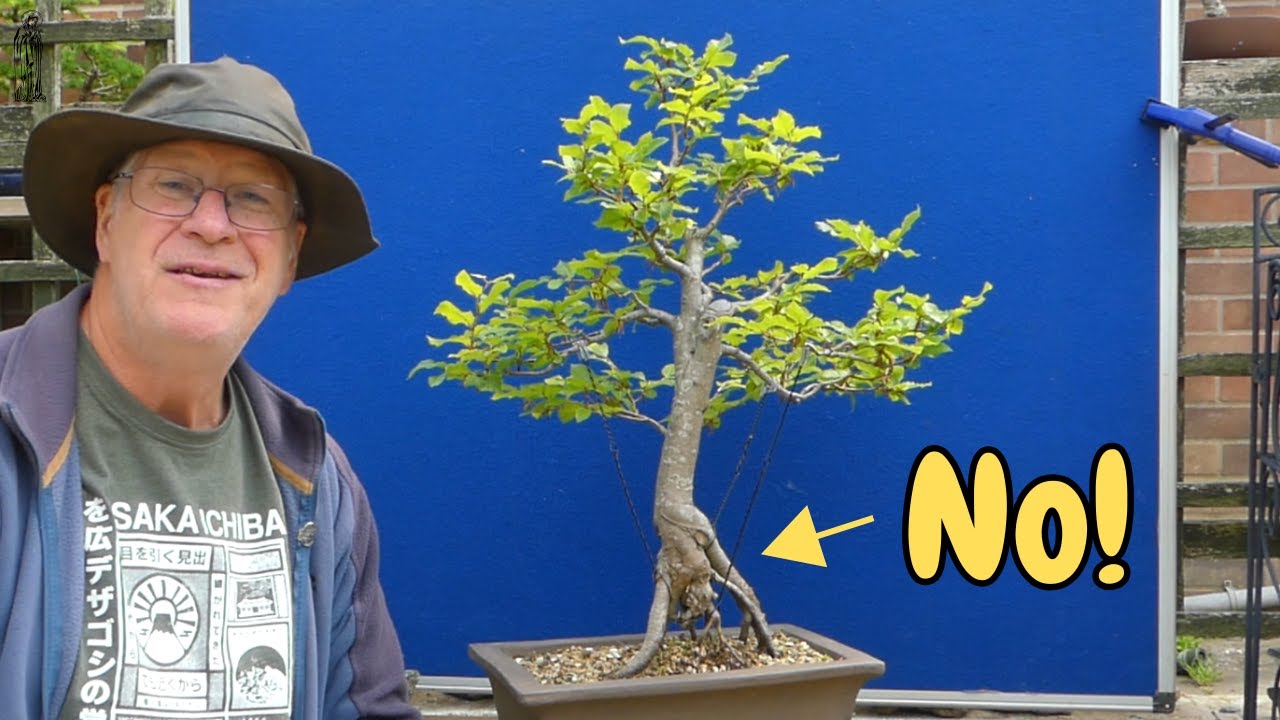 The Challenge of Mastering Beech Bonsai | 2 Great Tips for Beginners