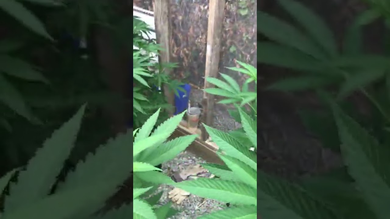 Outdoor mmj grow