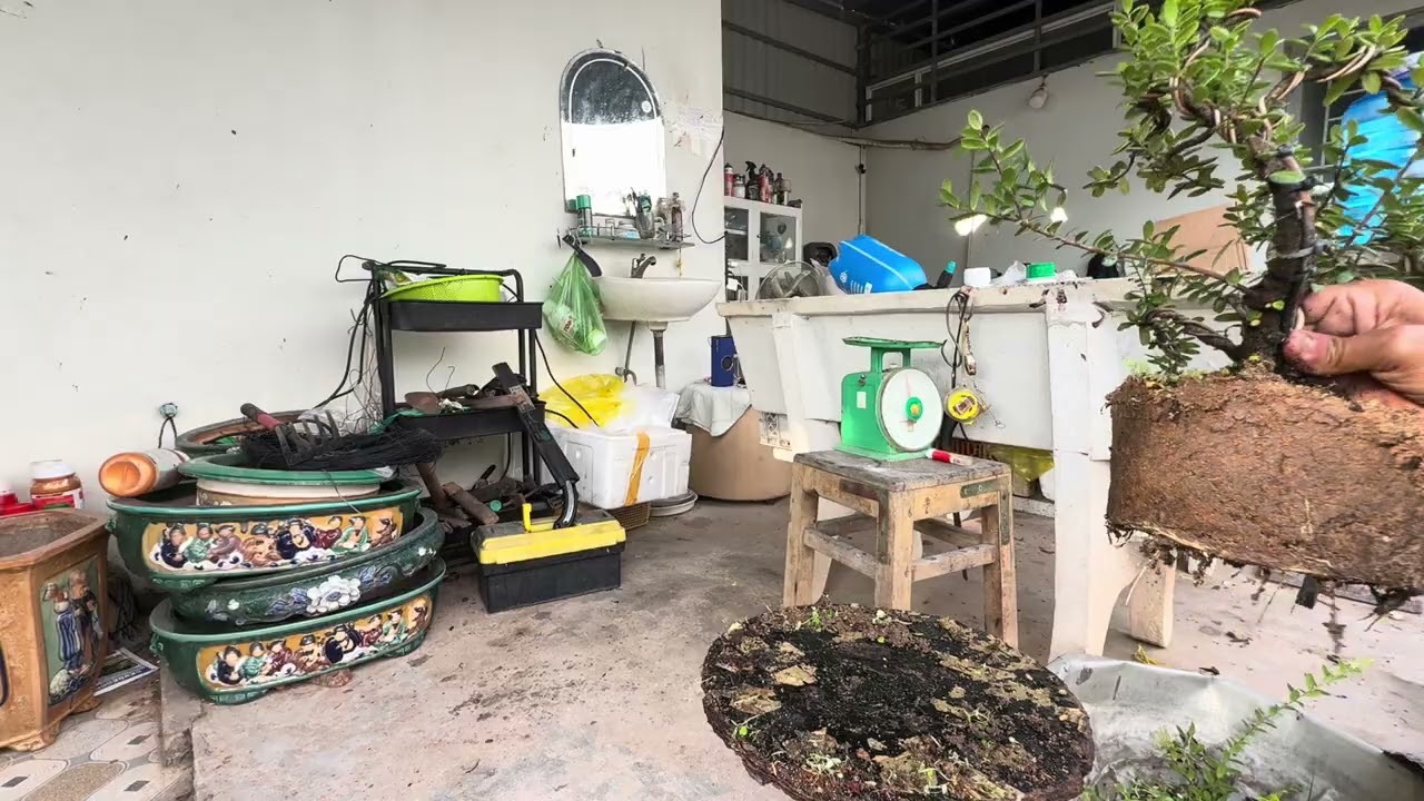 Hải châu đả đậu quả @