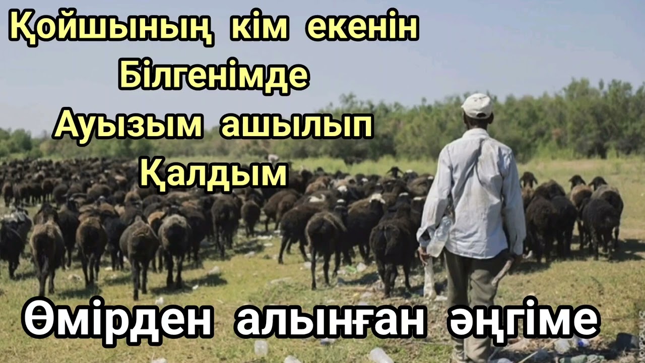 Қойшының кім екенін білгенімде таң қалдым #аудиокітап жаң әңгіме