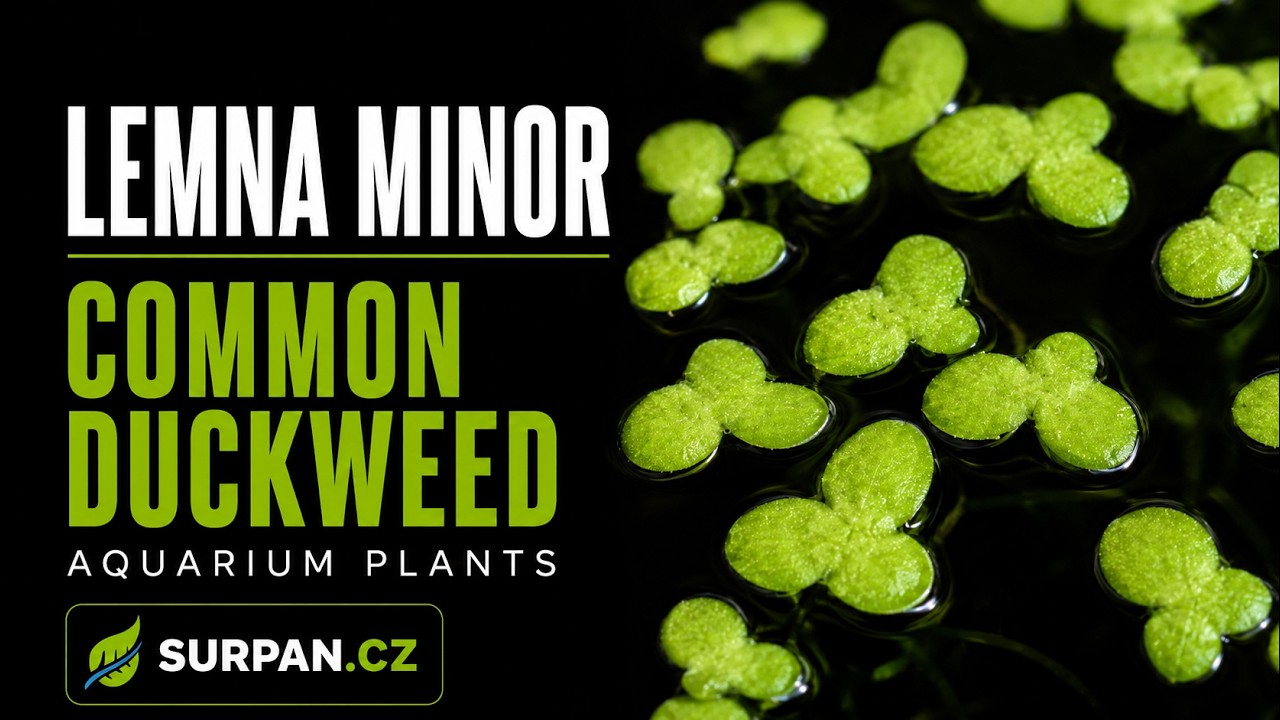 Lemna minor (Common Duckweed) - Okřehek mal&yacute; - Akvarijn&iacute; rostliny | SURPAN.cz