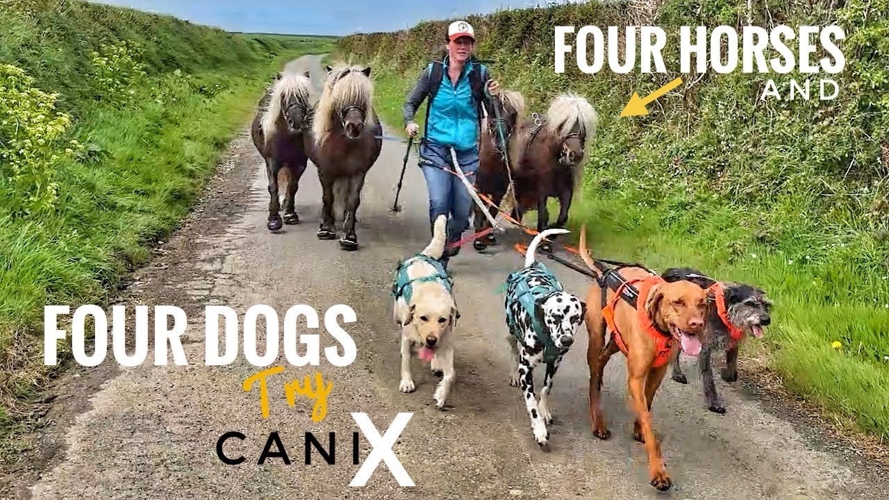 CaniX Challenge: Running Wild with 4 Dogs and 4 Shetland Ponies! 🙈 🐾🐴