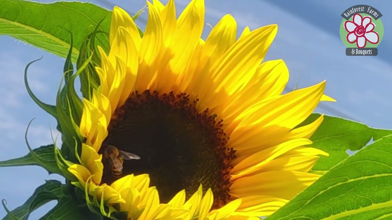 The History of the Sunflower: Origin, Fun Facts & Varieties – Rainforest Farms