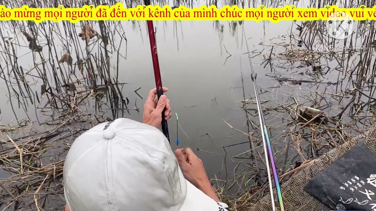 Bào cá phi hồ sen giựt mỏi tay