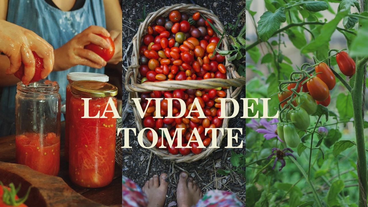 El INCREÍBLE Ciclo del Tomate de Principio a Fin - Del Huerto a la Mesa