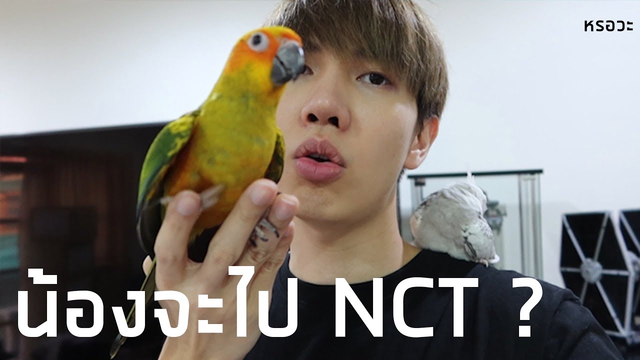 เมื่อนกซันคอนัวร์ของผมกลายเป็นเมมเบอร์ NCT | Zellfie