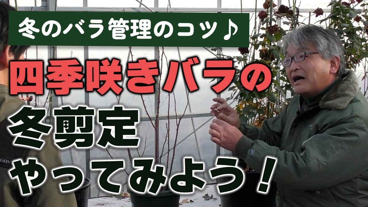 【バラの育て方】冬のバラ管理のコツ♪四季咲きバラの冬剪定やってみよう！（2025年1月17日）