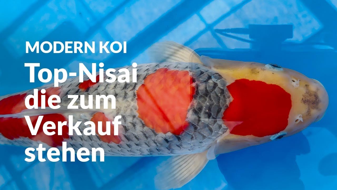 Die Nisai Tategoi aus Naturteich Ipponmatsu | Modern Koi Blog #6981
