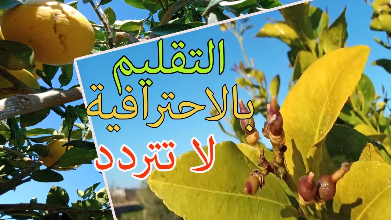 كيفــية تقـليم الليمــون بطريفة احـترافية جداا | Comment tailler les citronniers