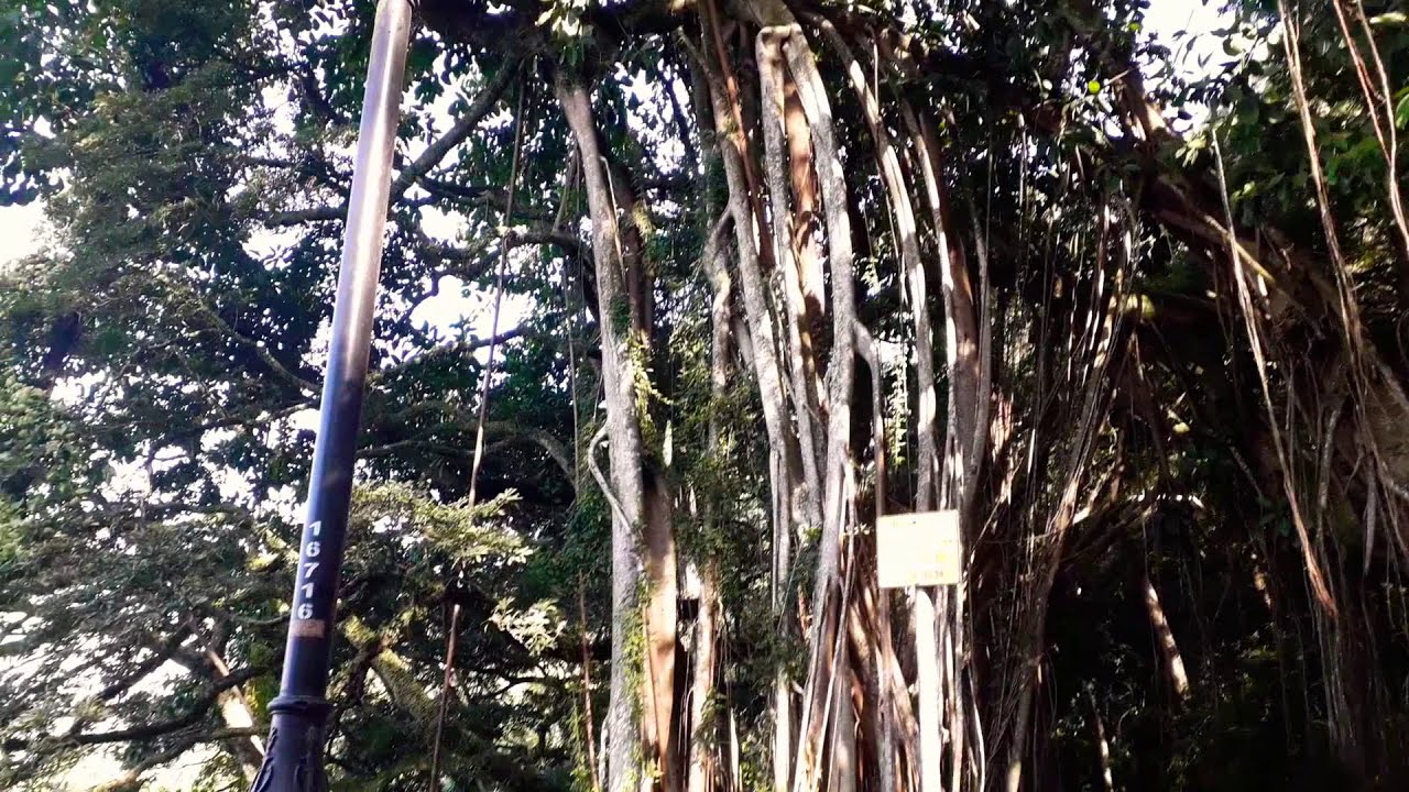 #Let Go Walking Part 2 # Victoria Peak Trail# Lugard Road