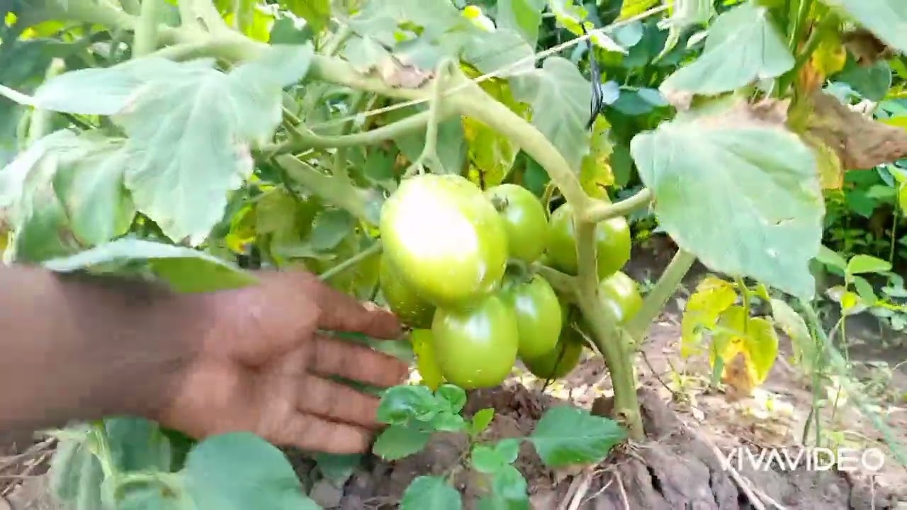 Mpambano: Nyanya Mkombozi F1 vs nyanya TO 135 F1