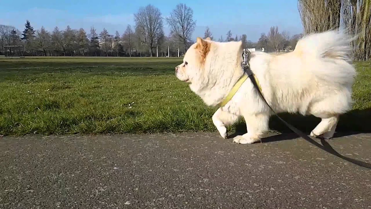 Samsung S7 slow motion video beautiful Chow Chow dog walking