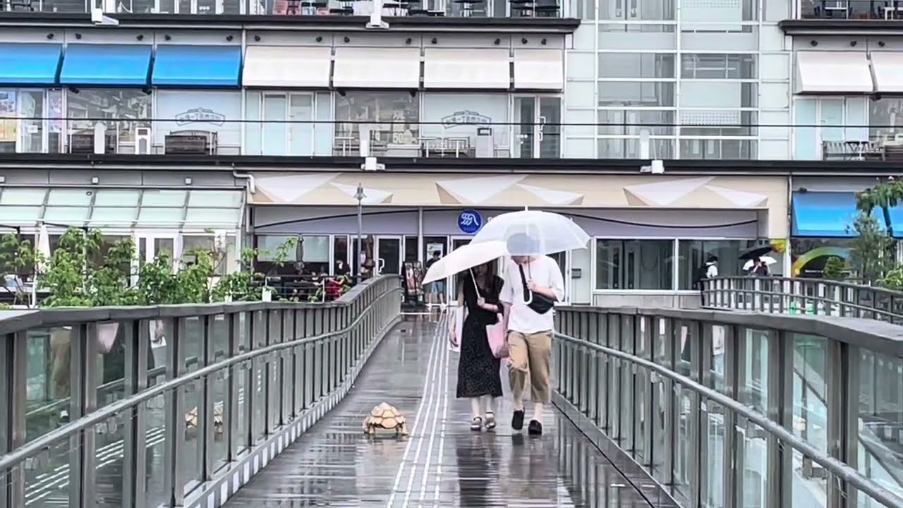 雨にも負けず♪お台場の福亀GOちゃん 　African spurred tortoise lives in Odaiba don't lose to the rain