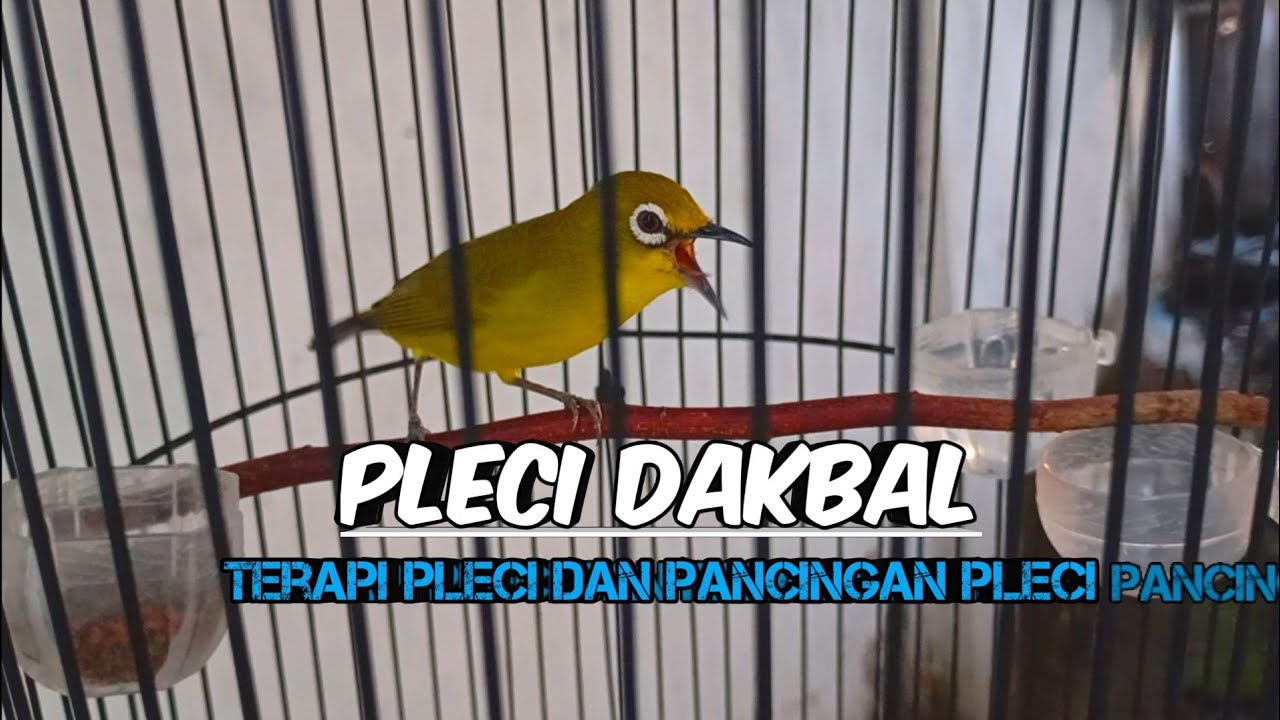 PLECI DAKBAL MANGGIL MUSUH AGAR BUKA PARUH