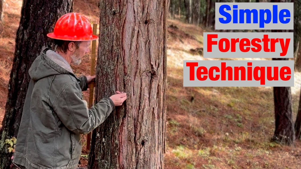 How Pro's Measure a Standing Tree's Diameter