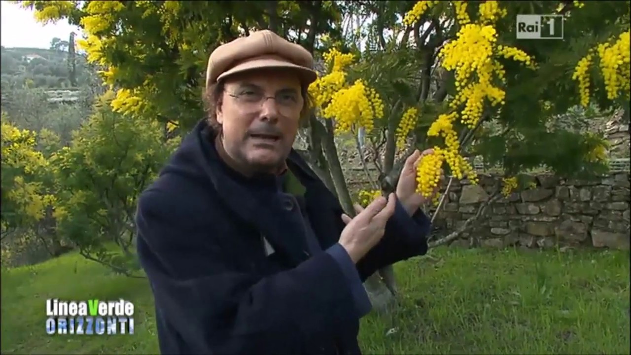 Mimose e Ginestre di Vallebona da Linea Verde 02/03/2013