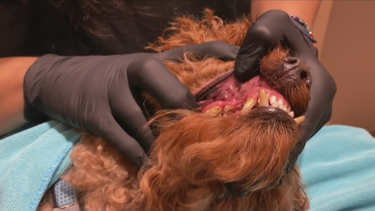Coconut Grove clinic offers non‑anesthetic dental care for pets