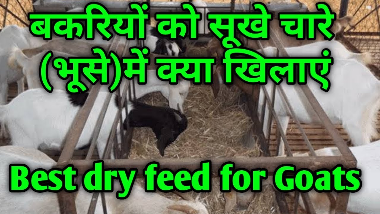 बकरियों कि सूखे चारे (भूंसे)में क्या क्या खिलाएं | best dry food for goats | Bakri pakan kaise kre