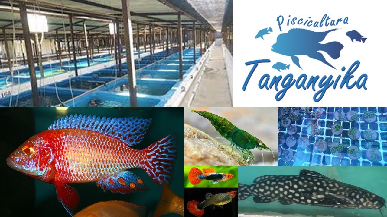 PISCICULTURA TANGANYIKA - O MAIOR CRIADOR DE PEIXES EM NÚMERO DE ESPÉCIES DO BRASIL