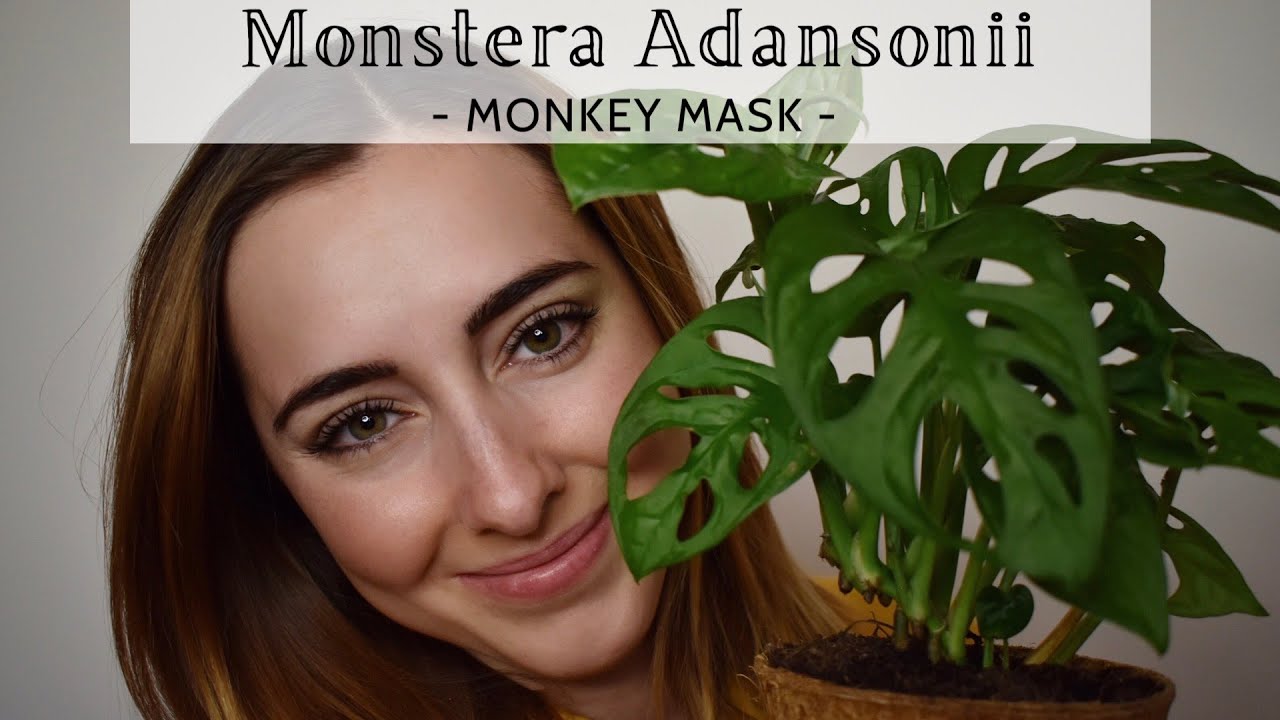 Monstera Adansonii o Monstera Monkey Mask - Come prendersene cura