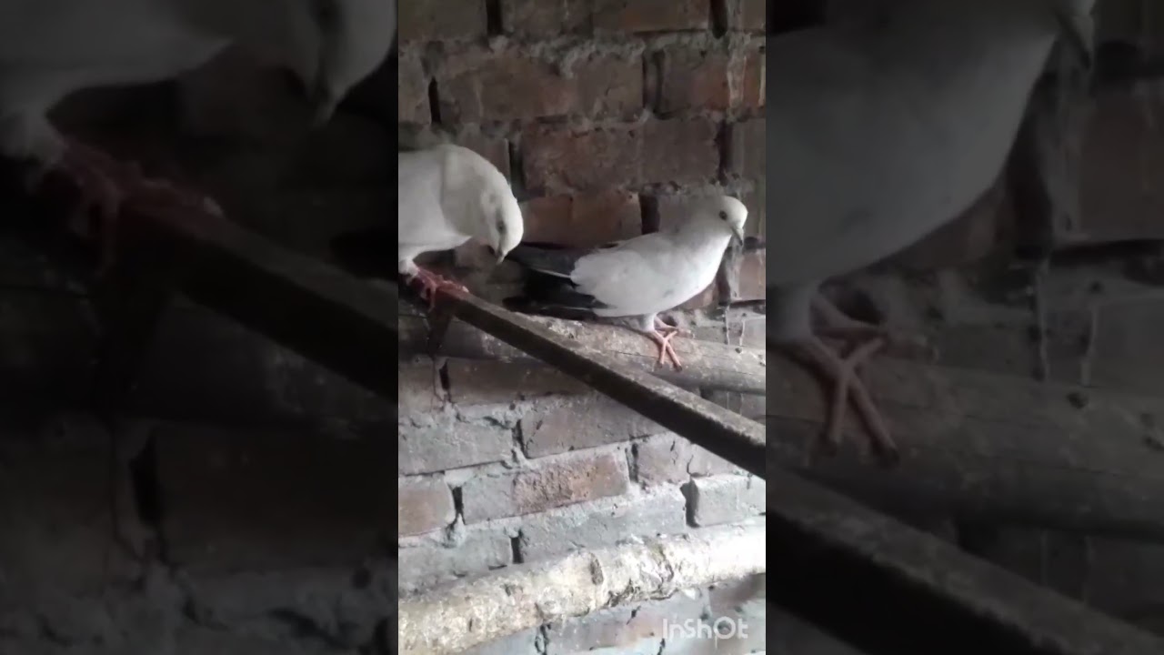 new pair kaldume kalpare#highflayer#pigeon#kabootar#kaldume#kalpare#rampurikabootar#new#newvirul#