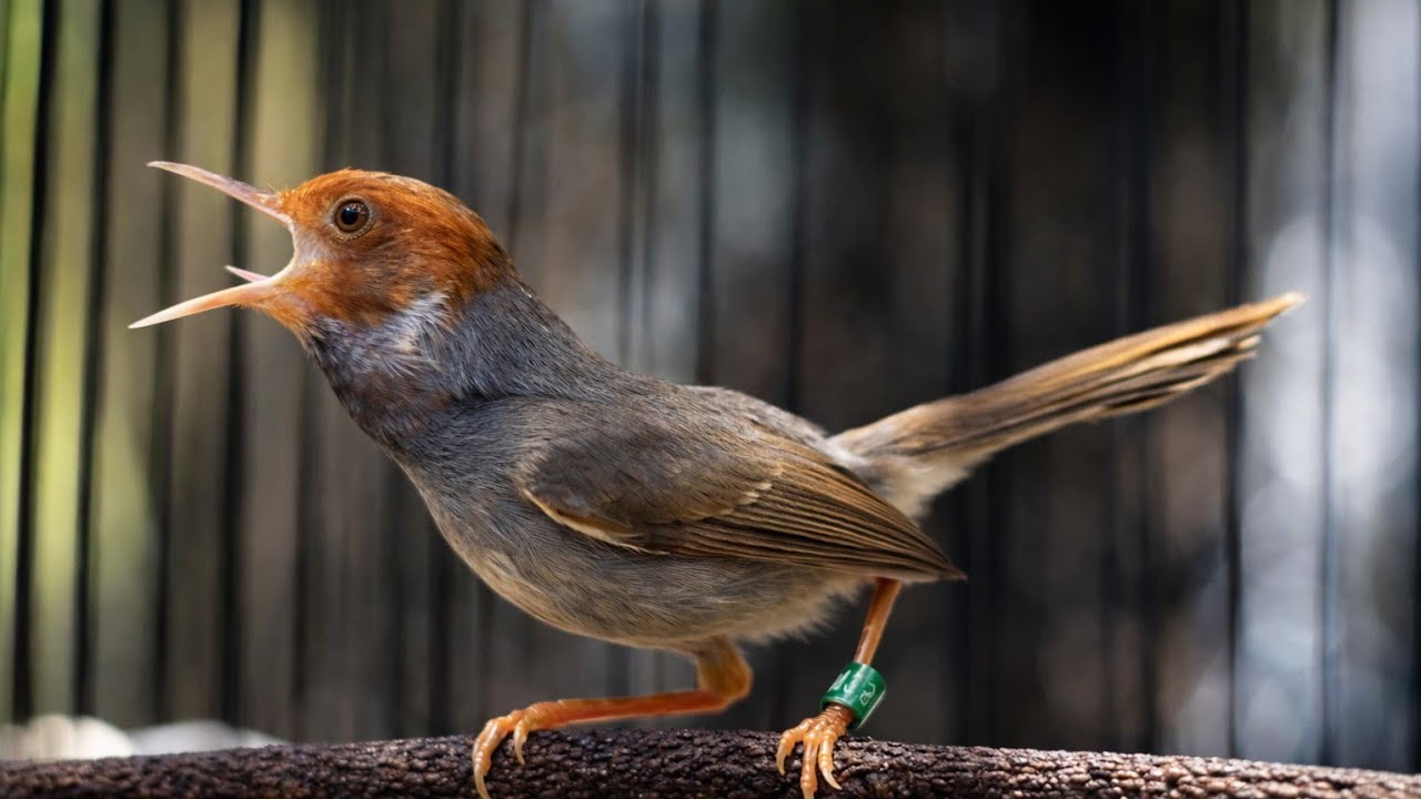 Suara Prenjak Tamu Jantan Gacor - Pancingan Ampuh Bikin Burung Prenjak & CIBLEK Bahan Cepat Bunyi