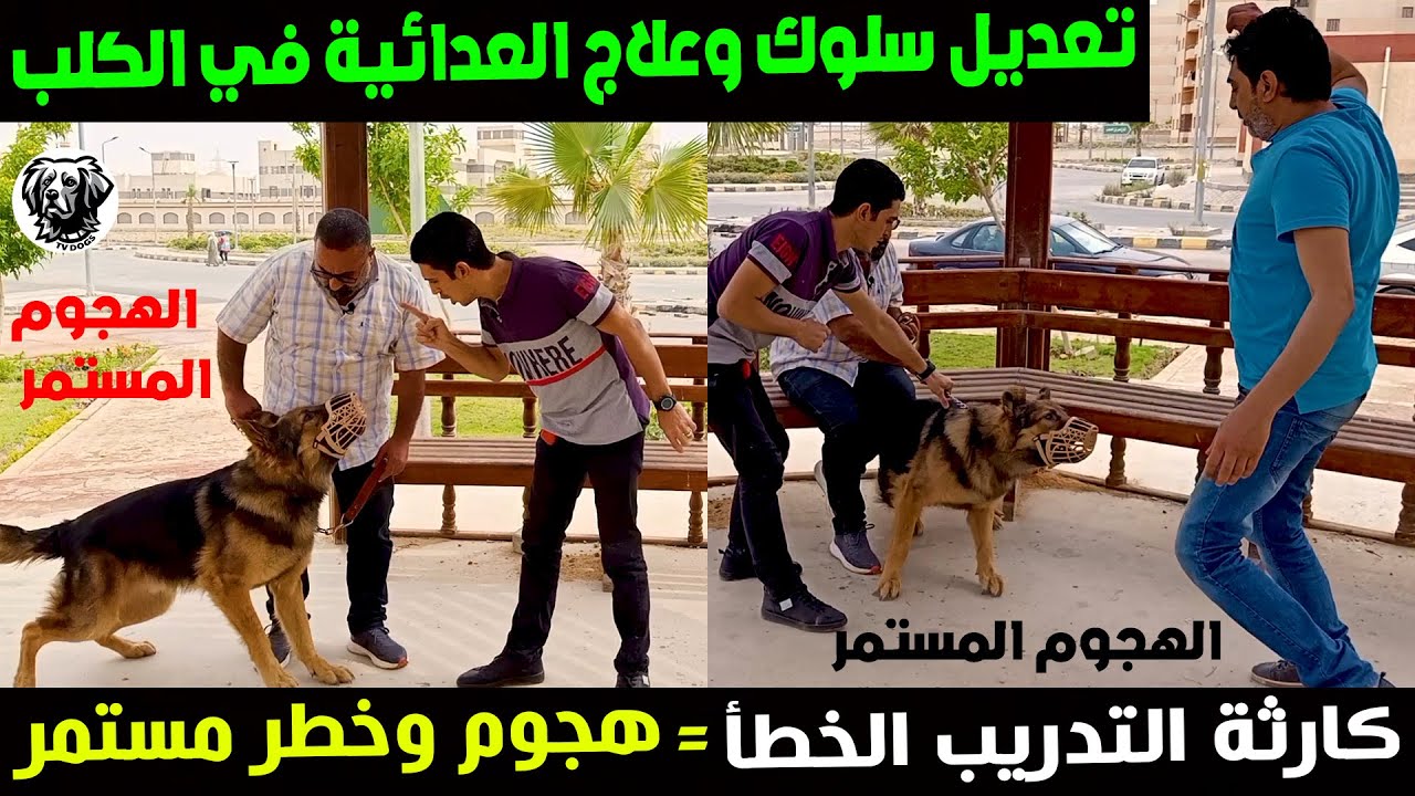 تعديل السلوك للكلاب/حل مشكلة الهجوم عند الكلاب/علاج العدوانية عند الكلاب الشراسة المفرطة للكلاب سامر