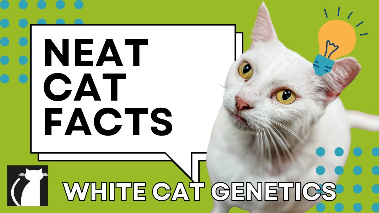 Neat Cat Facts ~ White Cat Genetics