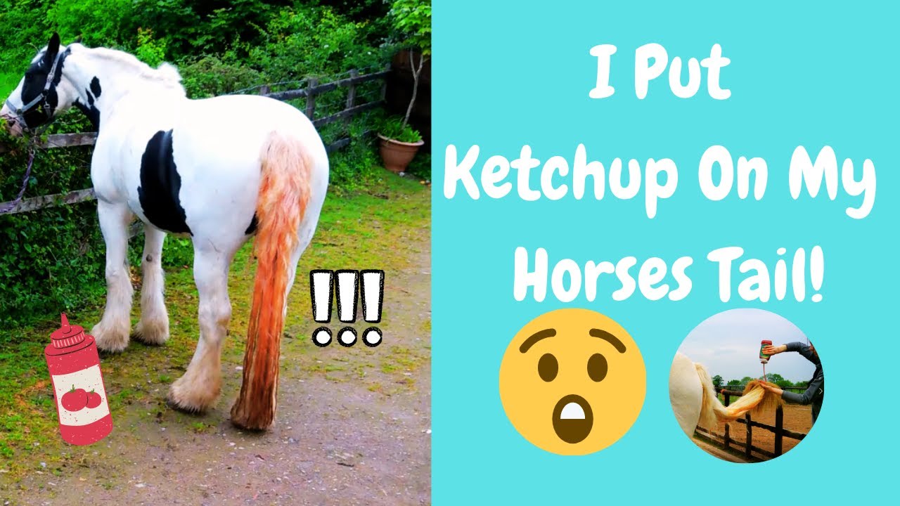 Does KETCHUP Really Get Stains Out Of Your Horse's Tail? Let's Find Out | Ravers Mead