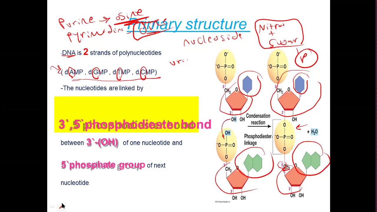 BUC | MOL 3  & Histology 2 (1ry and 2 ry structures DNA , RNA) & (Microscopy)