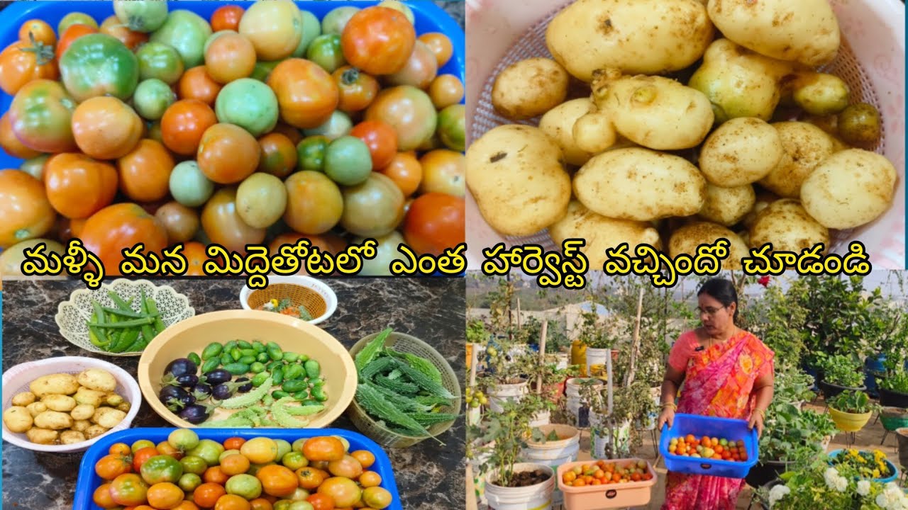 నాలుగు రోజులకే మల్లిమన మిద్దెతోటలో ఎంత పంట వచ్చిందో చూడండి 😊