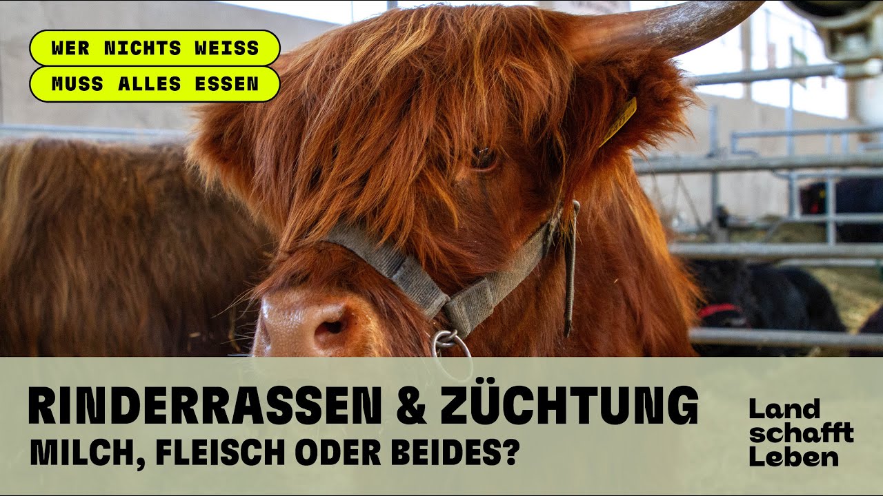 Rinderrassen & Z&uuml;chtung &ndash; Milch, Fleisch oder beides?