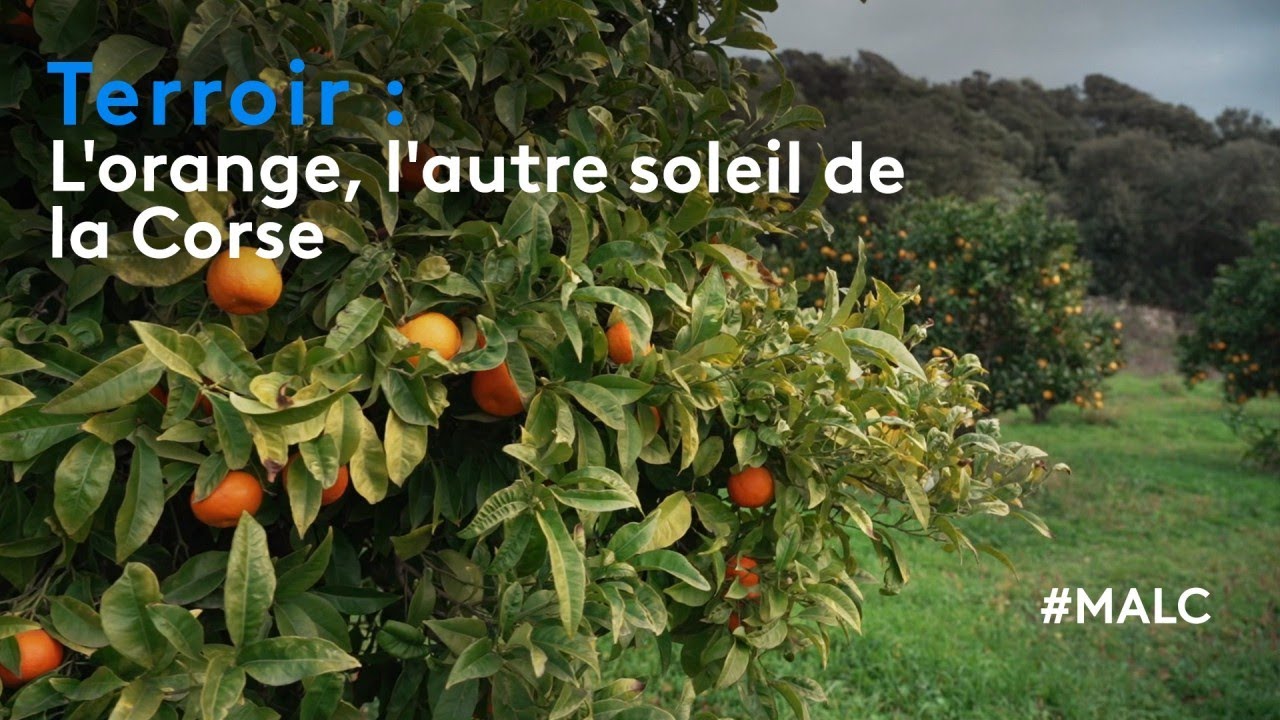 Terroir : l'orange, l'autre soleil de la Corse