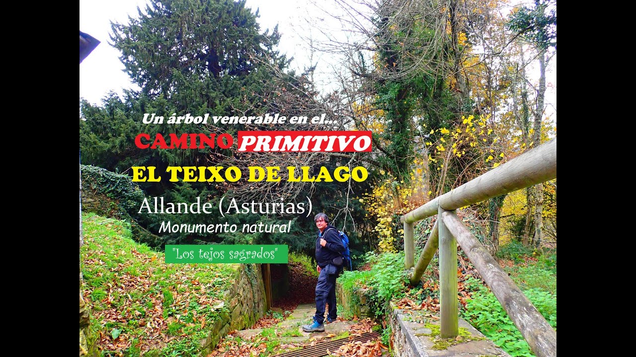 MONUMENTO NATURAL EN EL CAMINO PRIMITIVO: EL TEIXO DE LLAGO (ALLANDE, ASTURIAS).