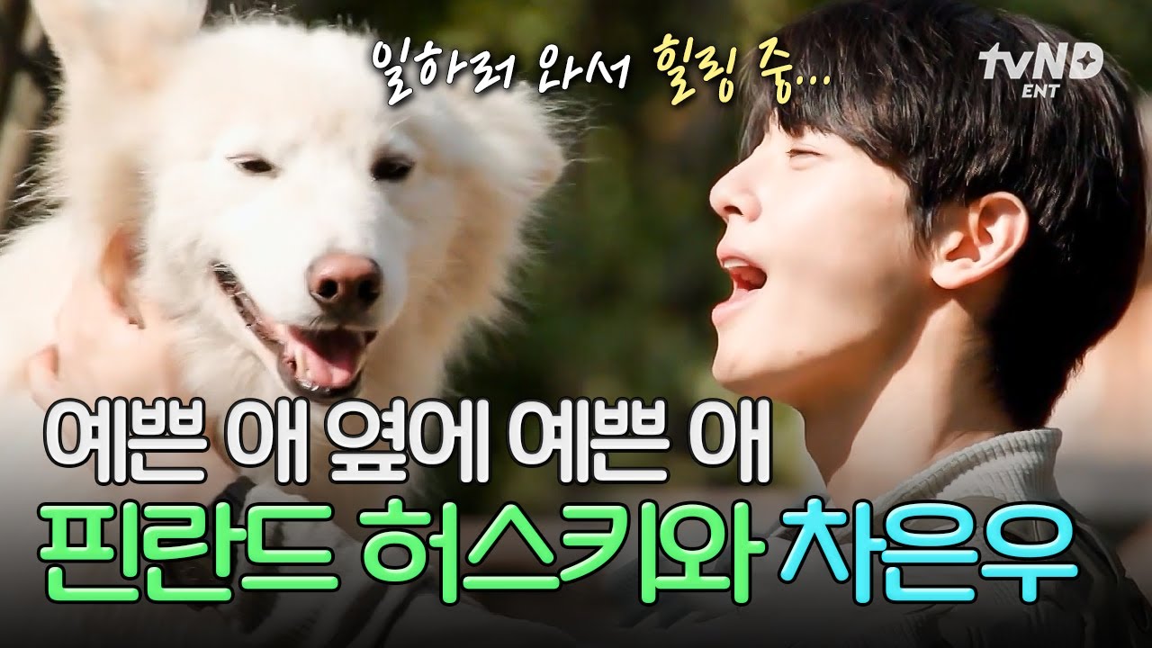 [#핀란드셋방살이] 가끔은 핀란드 허스키와 힐링도 하는 셋방즈💖 예쁜 강아지 옆에 예쁜 차은우라니... 동동이 오빠 은우는 그저 행복해요🐶