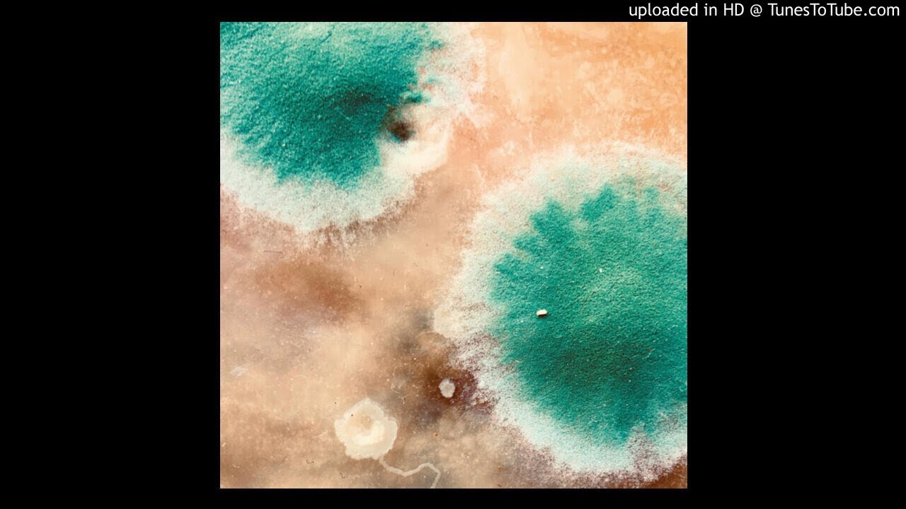 Shackleton / Zimpel - Primal Forms