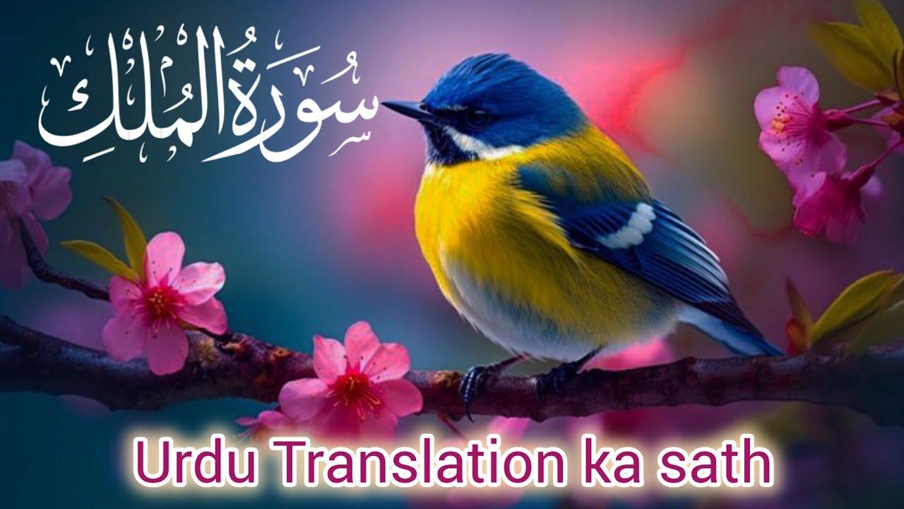 #Surah #Al #Mulk سورة الملك# full with Urdu translation|(Awais Quran official) Quran pak ki video