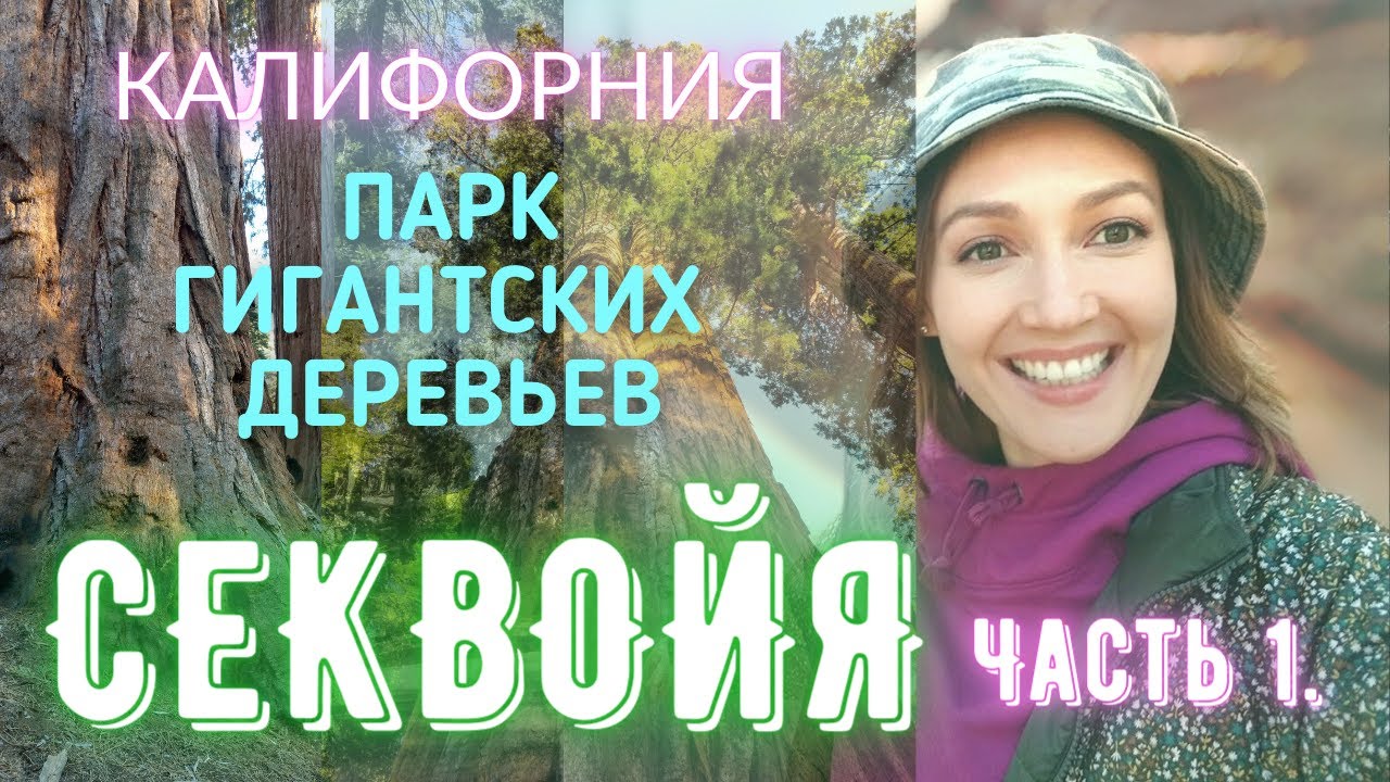 #Калифорния Гигантские Секвойи - самые большие деревья в мире?
