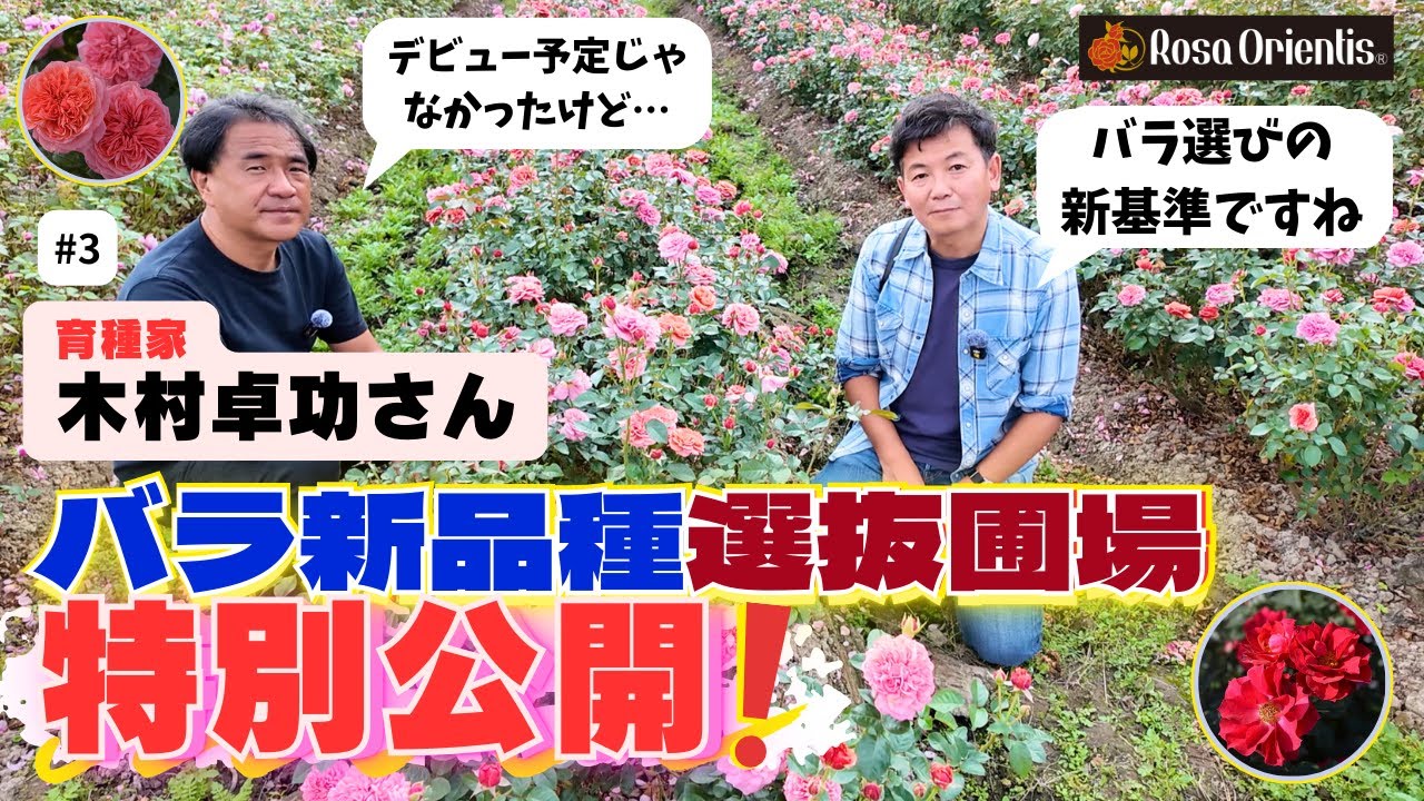 特別公開】ロサオリエンティスはここから誕生！！　日本の育種家木村卓功さん