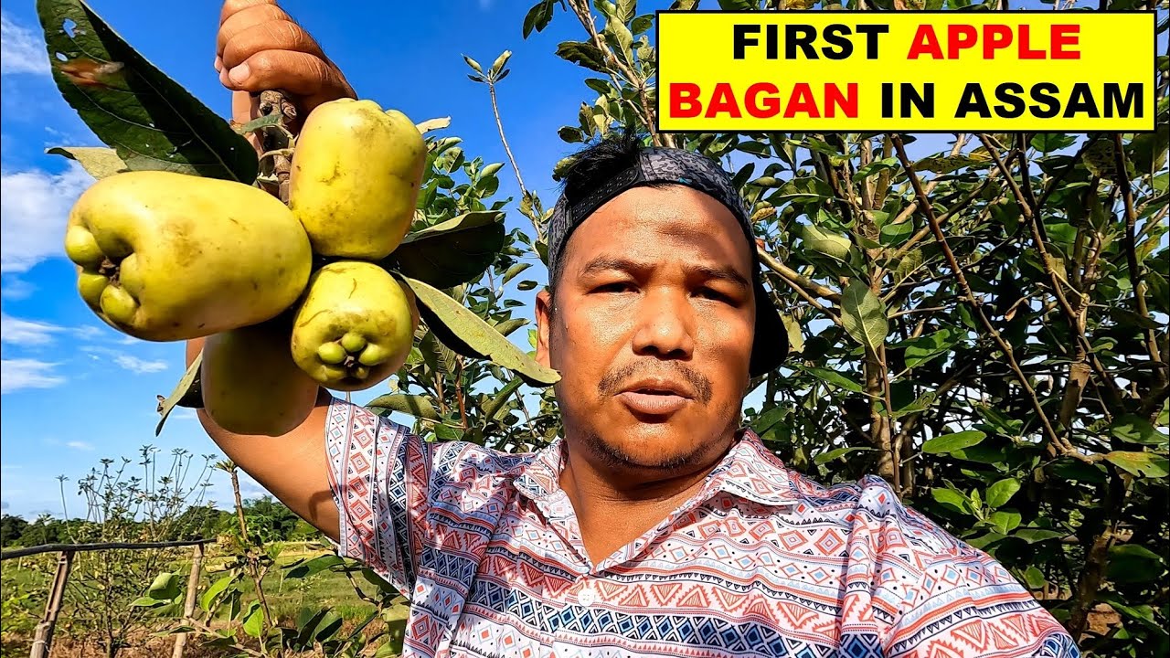 First Apple Farm In Assam, Gerua Rowta Udalguri Bodoland