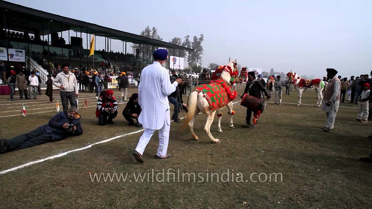 A horse dancing to the beat of dhol in Kila Raipur