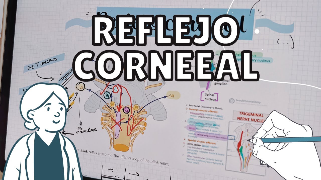 ¿Por qué pestañamos? Reflejo Corneal - Pestañeo  #reflejo #corneal #trigemino #corneal #pestañeo