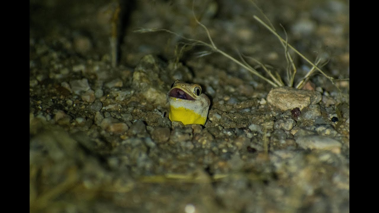 Male spotted barking gecko calling for a mate