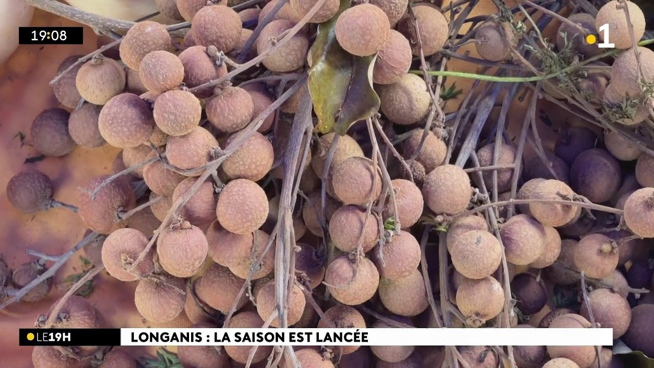 En ce début de saison, les longanis apparaissent timidement sur les étals des marchés